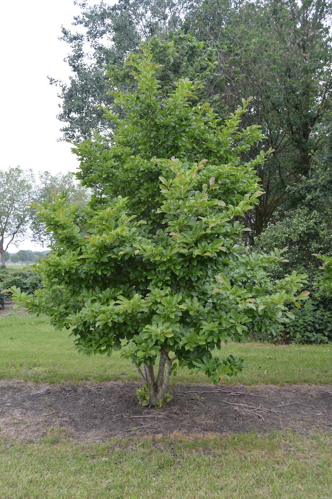Magnolia Stellata Royal Star Multi Stem - View 10 from www redcrocus com