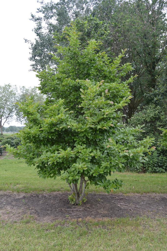 Magnolia Stellata Royal Star Multi Stem - View 10 from www redcrocus com