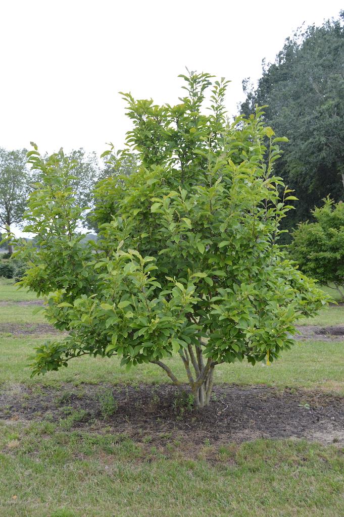 Magnolia Stellata Royal Star Multi Stem - View 11 from www redcrocus com