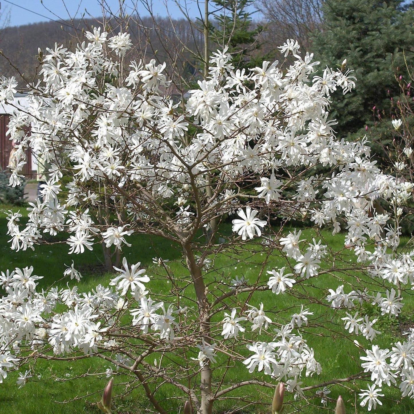 Magnolia Stellata Royal Star Multi Stem - View 12 from www redcrocus com