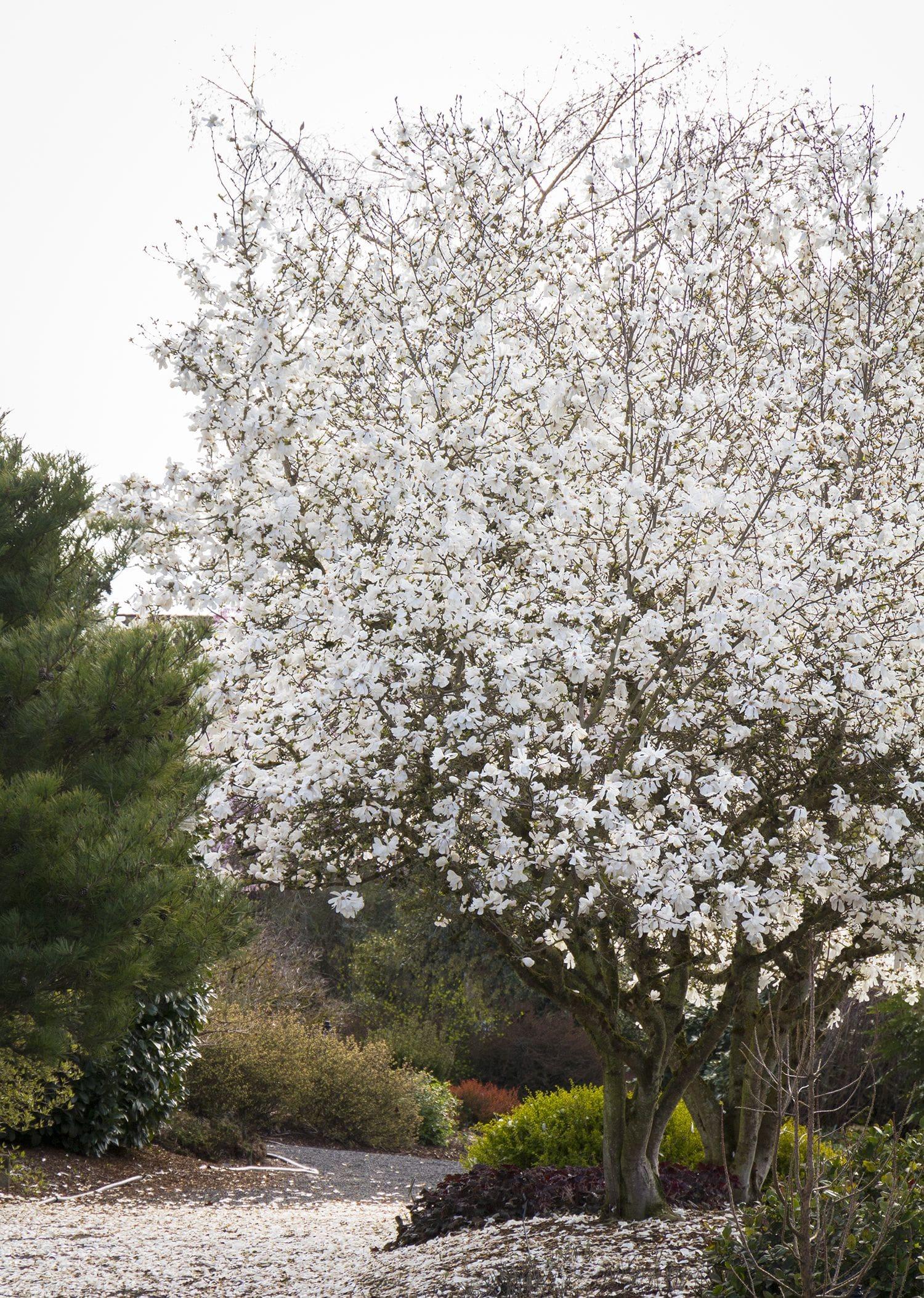 Magnolia Stellata Royal Star Multi Stem - View 13 from www redcrocus com