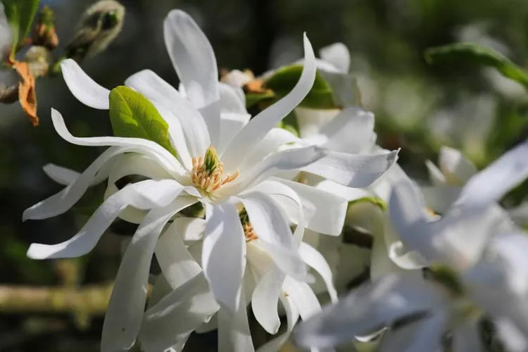 Magnolia Stellata Royal Star Multi Stem - View 14 from www redcrocus com