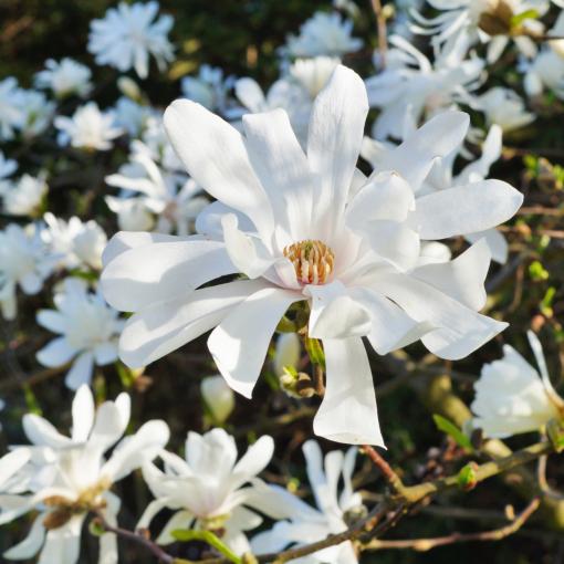 Magnolia Stellata Royal Star Multi Stem - View 15 from www redcrocus com