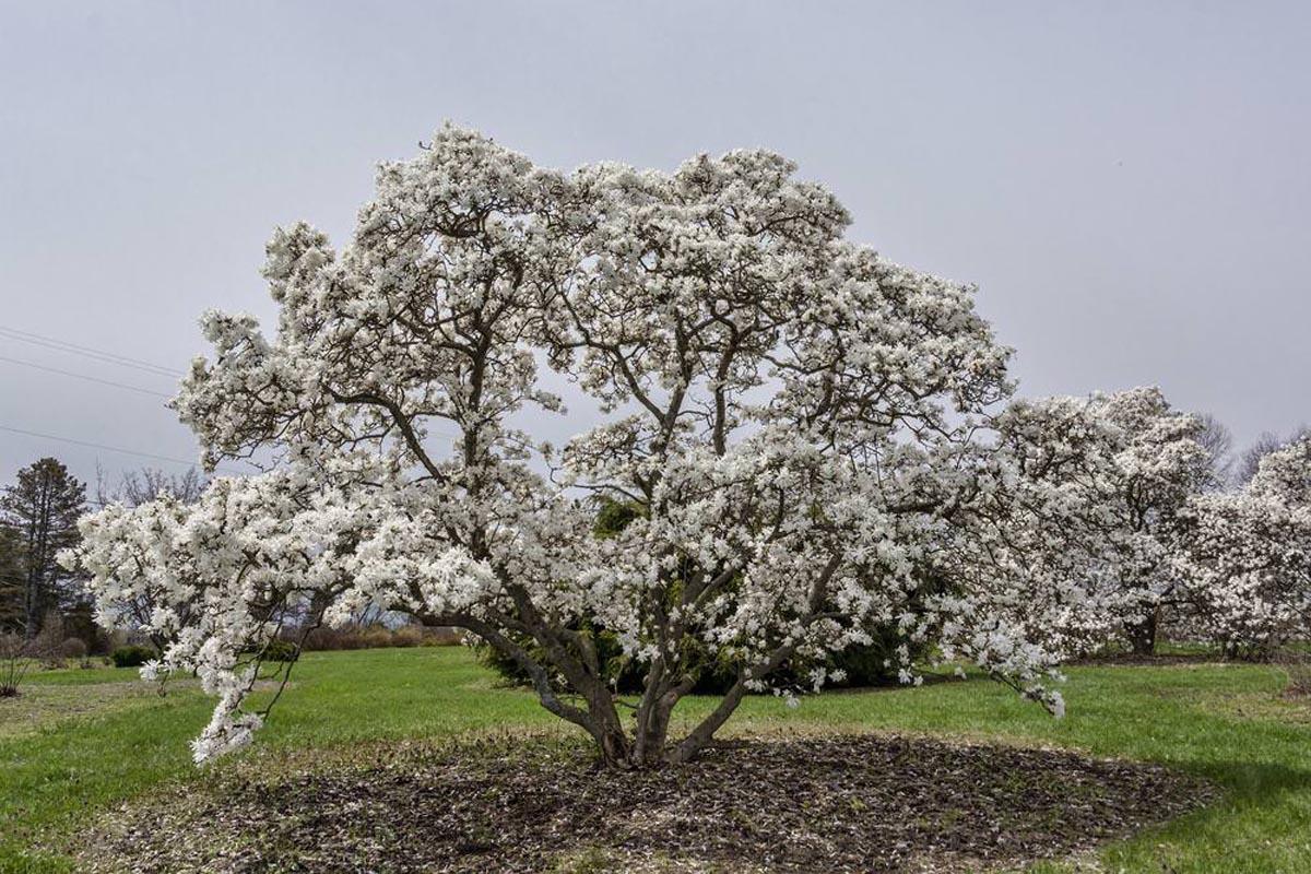 Magnolia Stellata Royal Star Multi Stem - View 16 from www redcrocus com