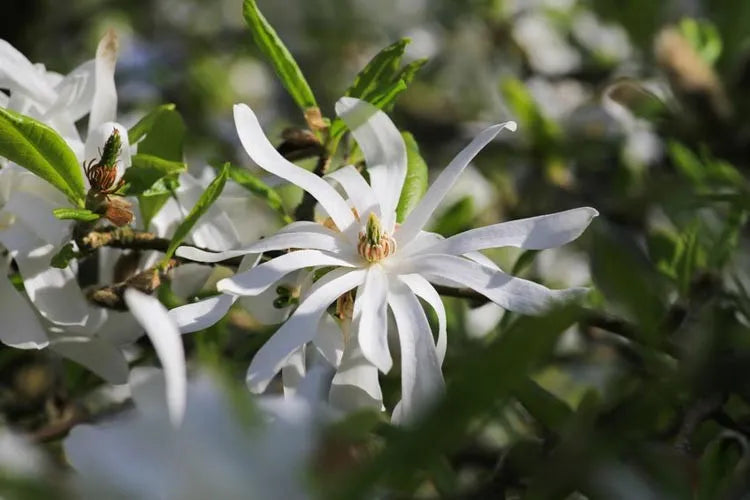 Magnolia Stellata Royal Star Multi Stem - View 18 from www redcrocus com