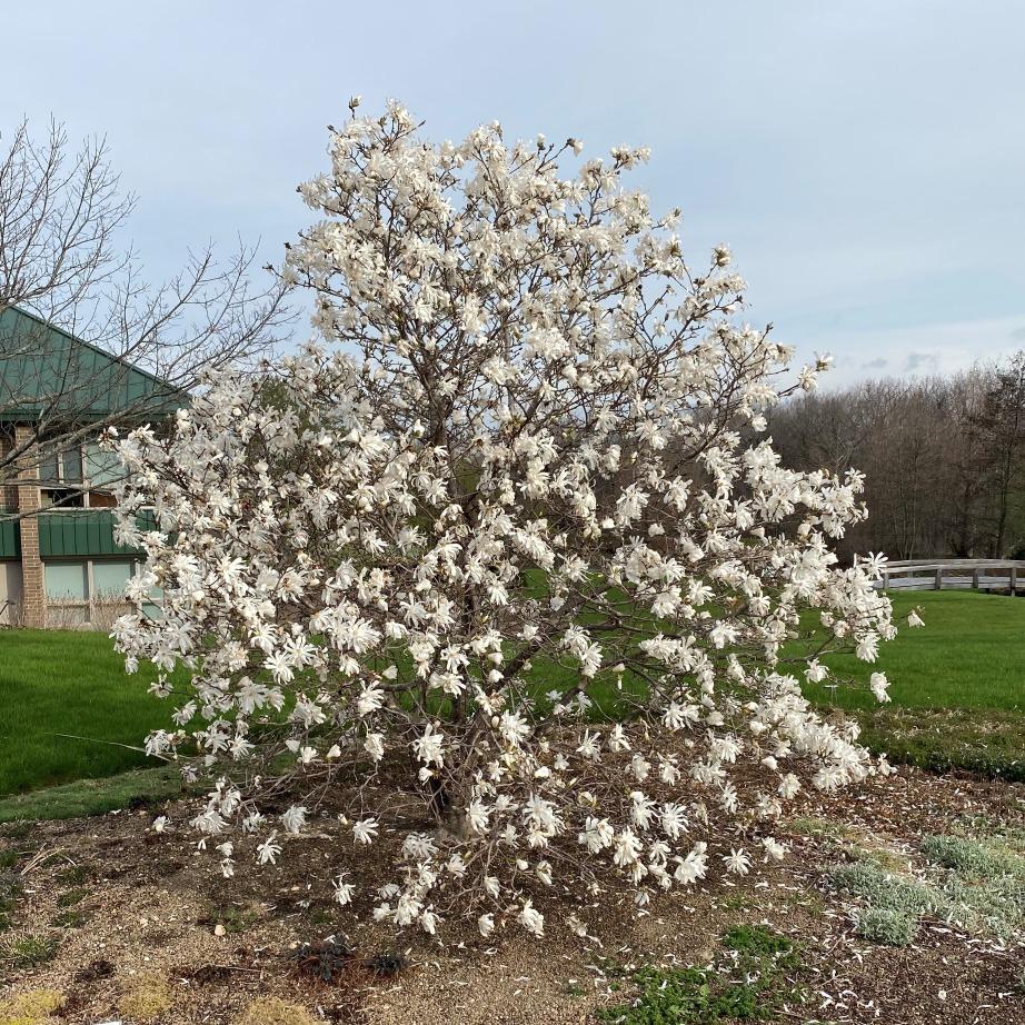 Magnolia Stellata Royal Star Multi Stem - View 19 from www redcrocus com
