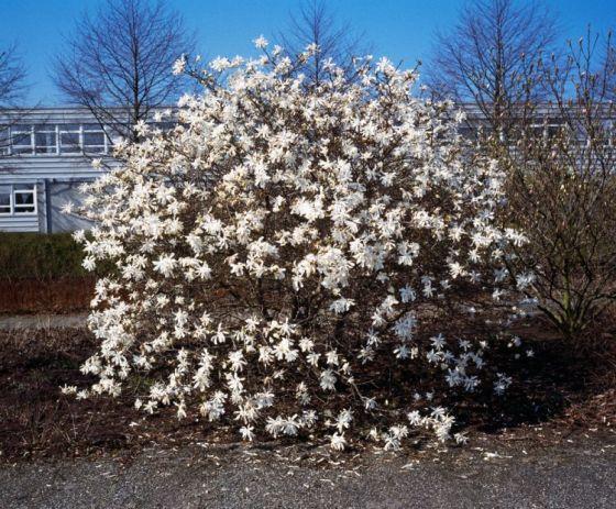 Magnolia Stellata Royal Star Multi Stem - View 20 from www redcrocus com