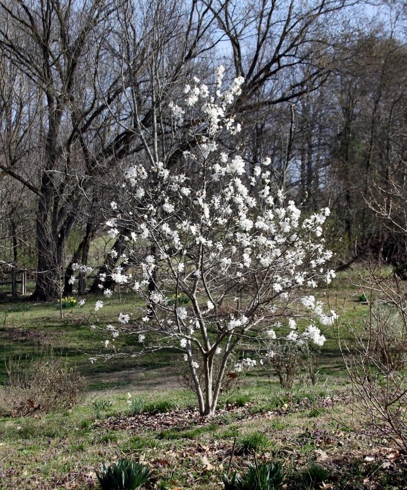 Magnolia Stellata Royal Star Multi Stem - View 2 from www redcrocus com