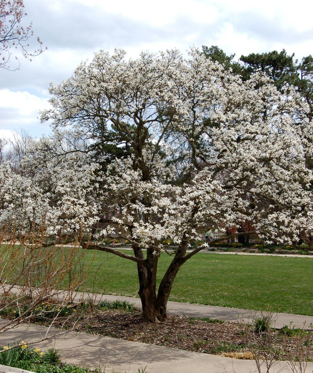 Magnolia Stellata Royal Star Multi Stem - View 5 from www redcrocus com