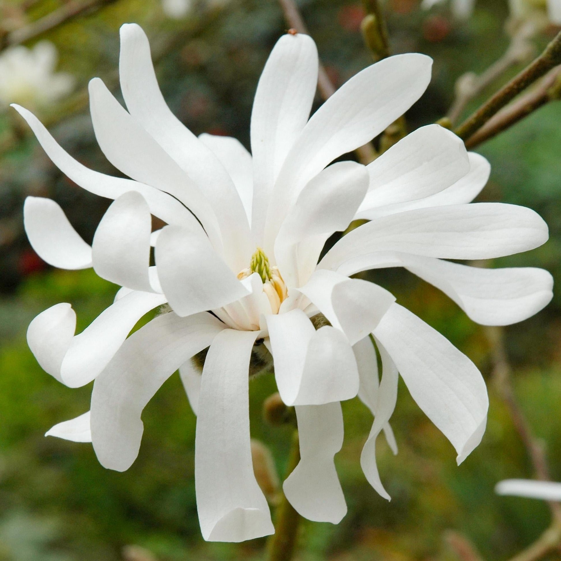 Magnolia Stellata Royal Star Multi Stem - View 6 from www redcrocus com