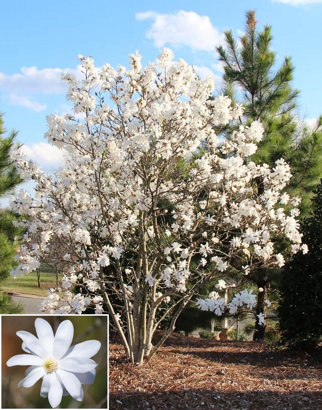 Magnolia Stellata Royal Star Multi Stem - View 7 from www redcrocus com