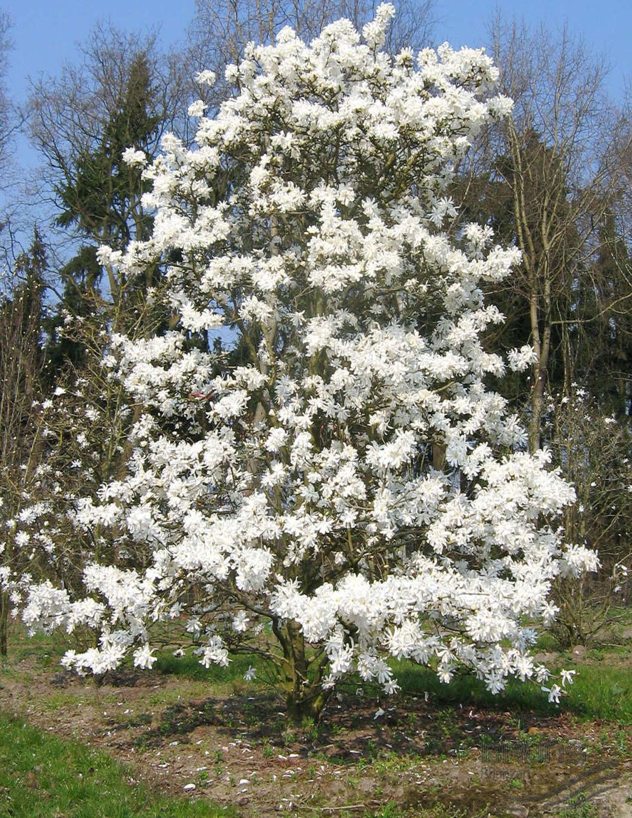 Magnolia Stellata Royal Star Multi Stem - View 9 from www redcrocus com