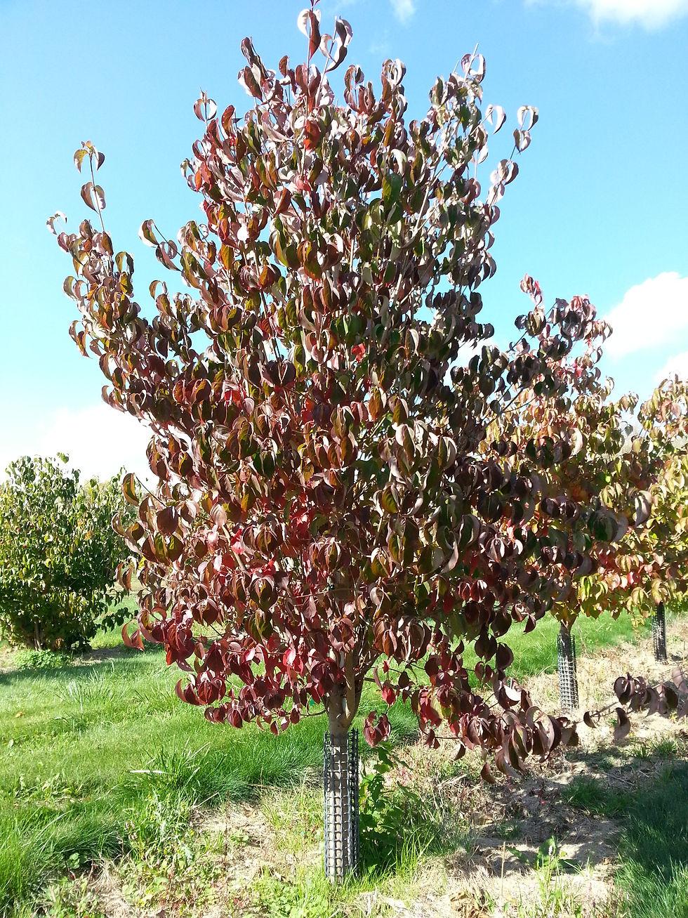Cornus Kousa Single Stem - View 12 from www redcrocus com