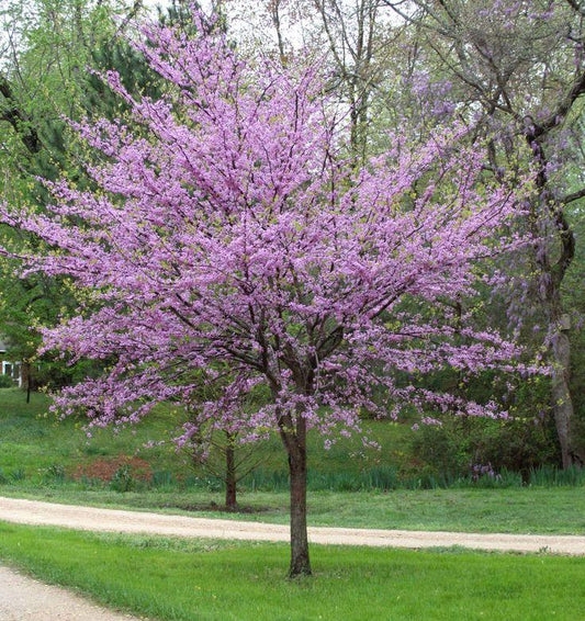 Cercis Canadensis Alba Single Stem - View 10 from www redcrocus com