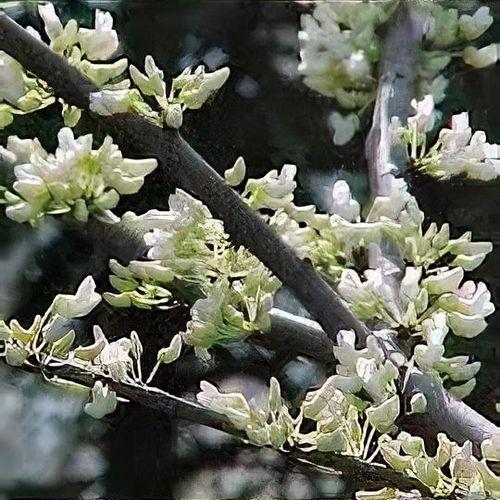 Cercis Canadensis Alba Single Stem - View 17 from www redcrocus com