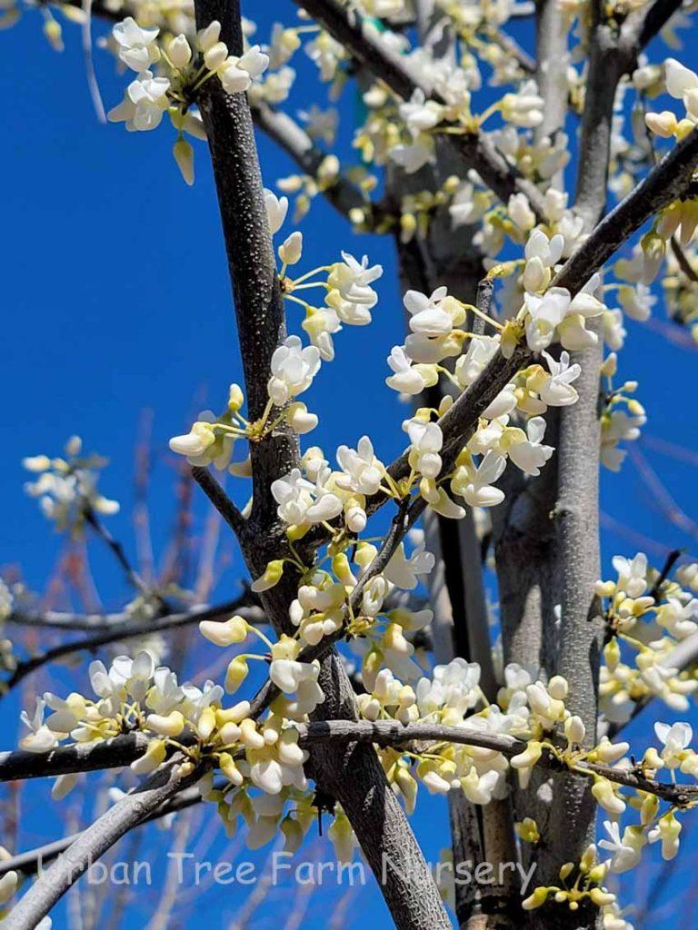 Cercis Canadensis Alba Single Stem - View 9 from www redcrocus com
