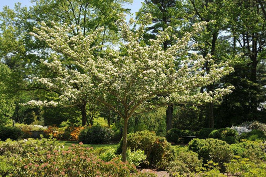 Crataegus Viridis Winter King - View 10 from www redcrocus com