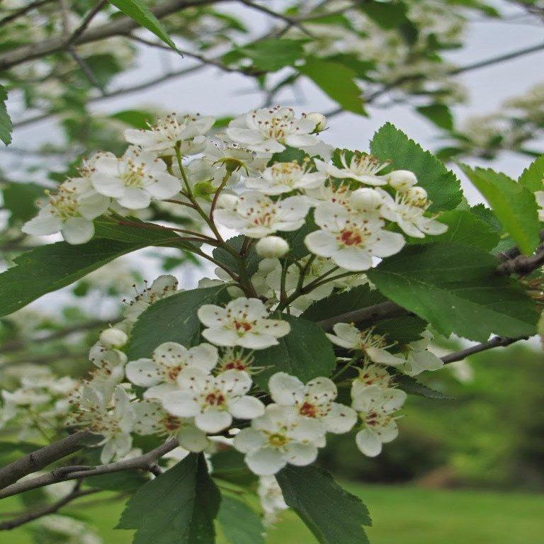 Crataegus Viridis Winter King - View 12 from www redcrocus com