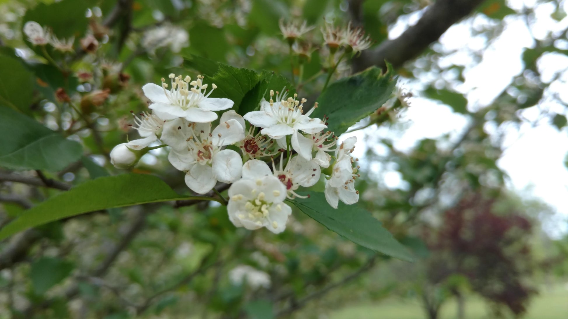 Crataegus Viridis Winter King - View 13 from www redcrocus com