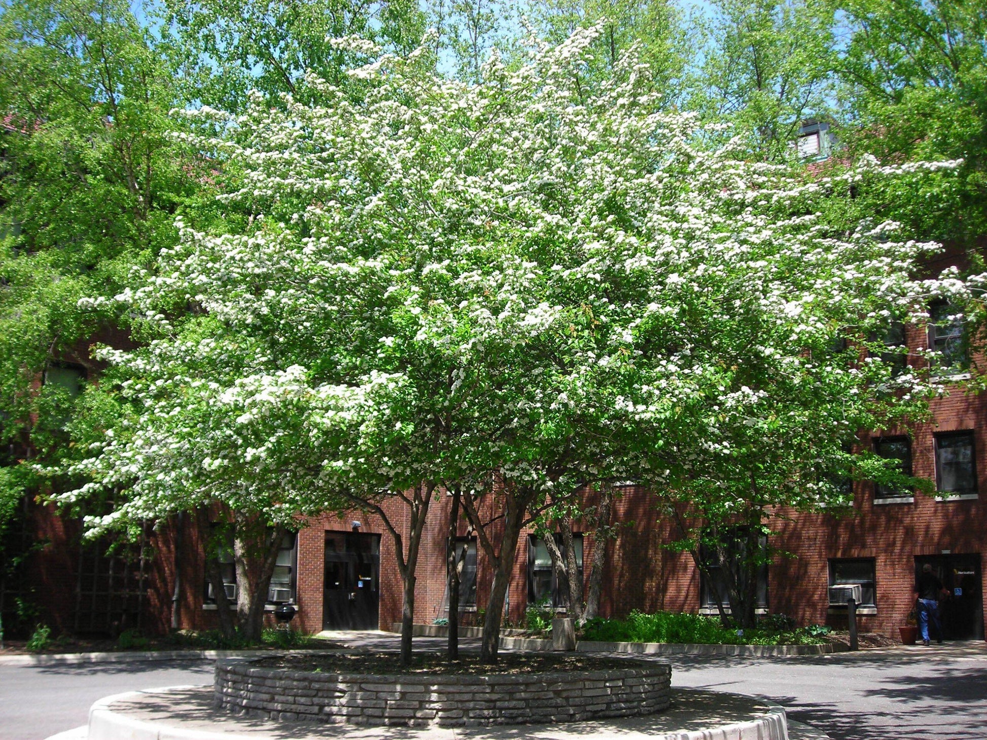 Crataegus Viridis Winter King - View 14 from www redcrocus com