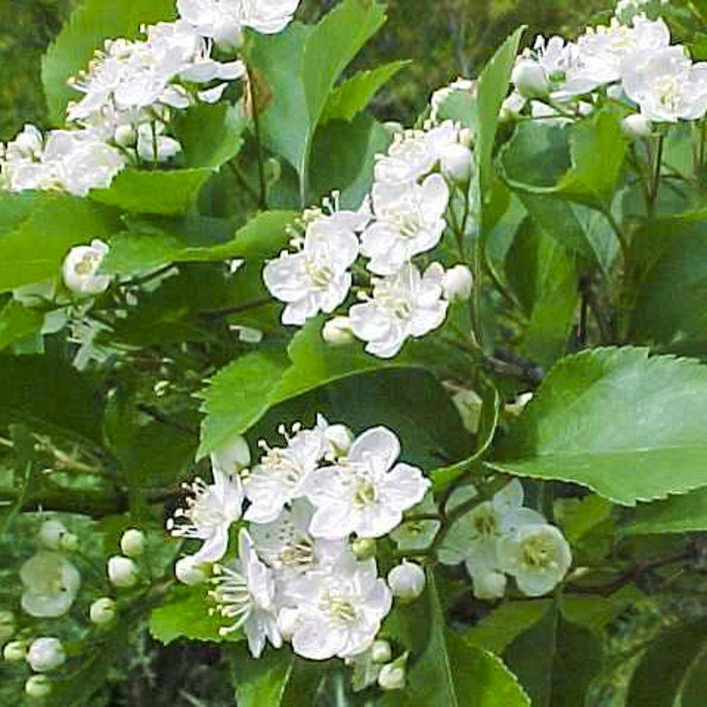 Crataegus Viridis Winter King - View 16 from www redcrocus com