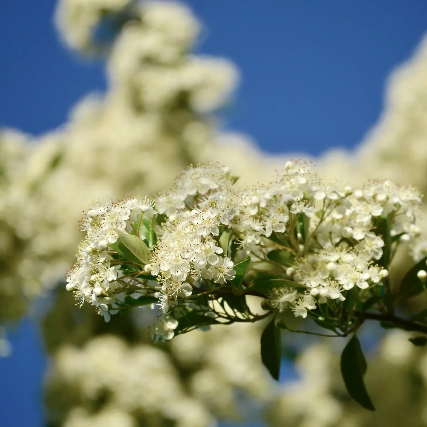 Crataegus Viridis Winter King - View 17 from www redcrocus com