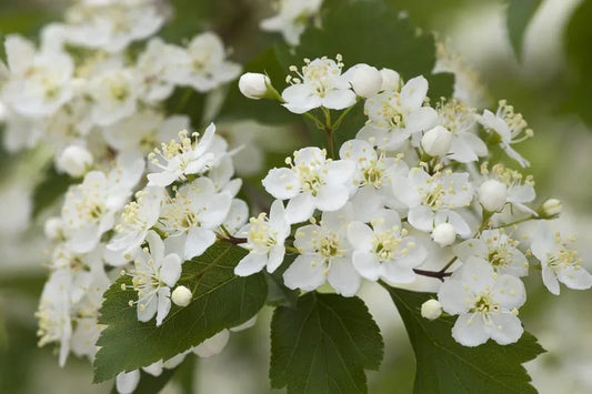 Crataegus Viridis Winter King - View 1 from www redcrocus com