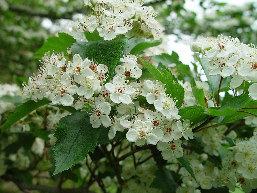 Crataegus Viridis Winter King - View 2 from www redcrocus com