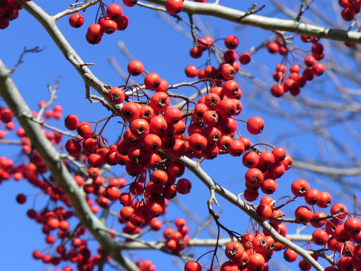 Crataegus Viridis Winter King - View 3 from www redcrocus com
