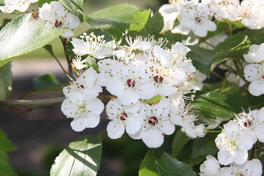 Crataegus Viridis Winter King - View 4 from www redcrocus com