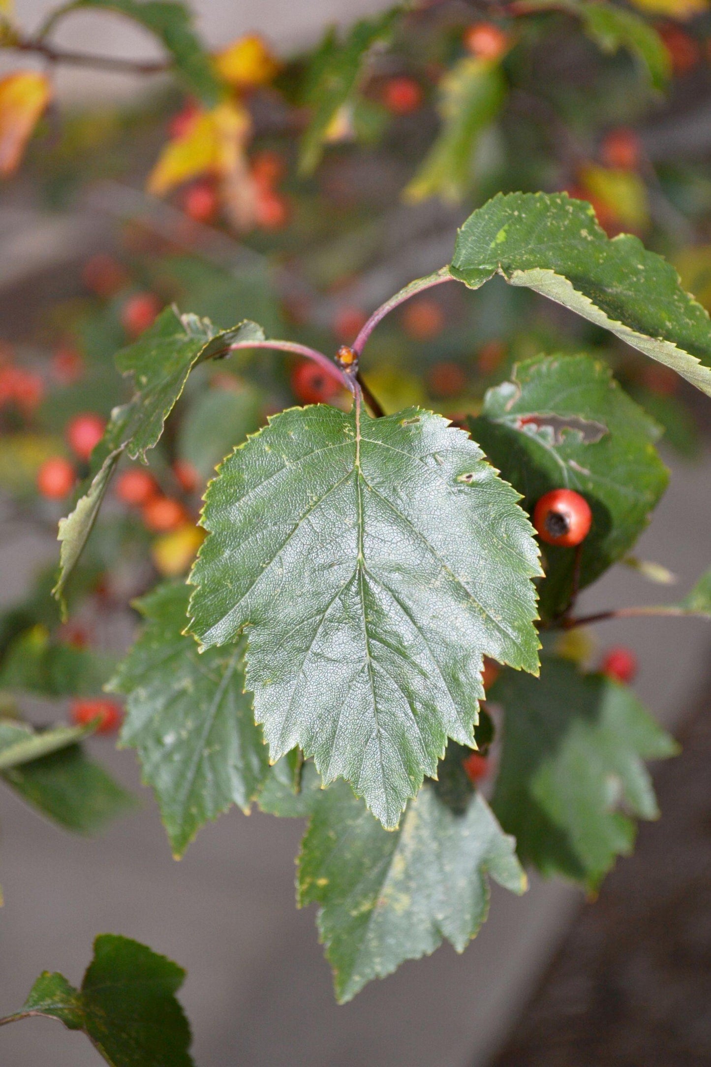 Crataegus Viridis Winter King - View 5 from www redcrocus com