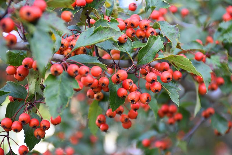 Crataegus Viridis Winter King - View 6 from www redcrocus com