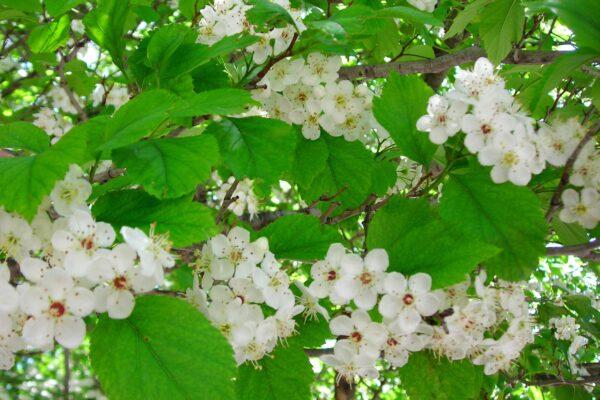 Crataegus Viridis Winter King - View 8 from www redcrocus com