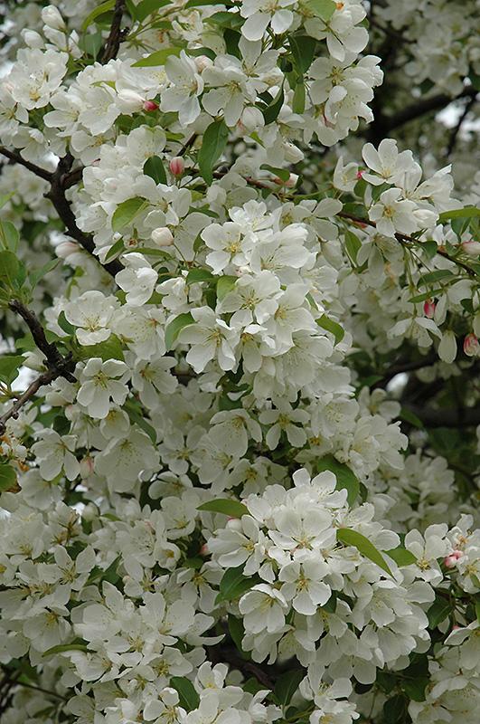 Malus Donald Wyman - View 12 from www redcrocus com