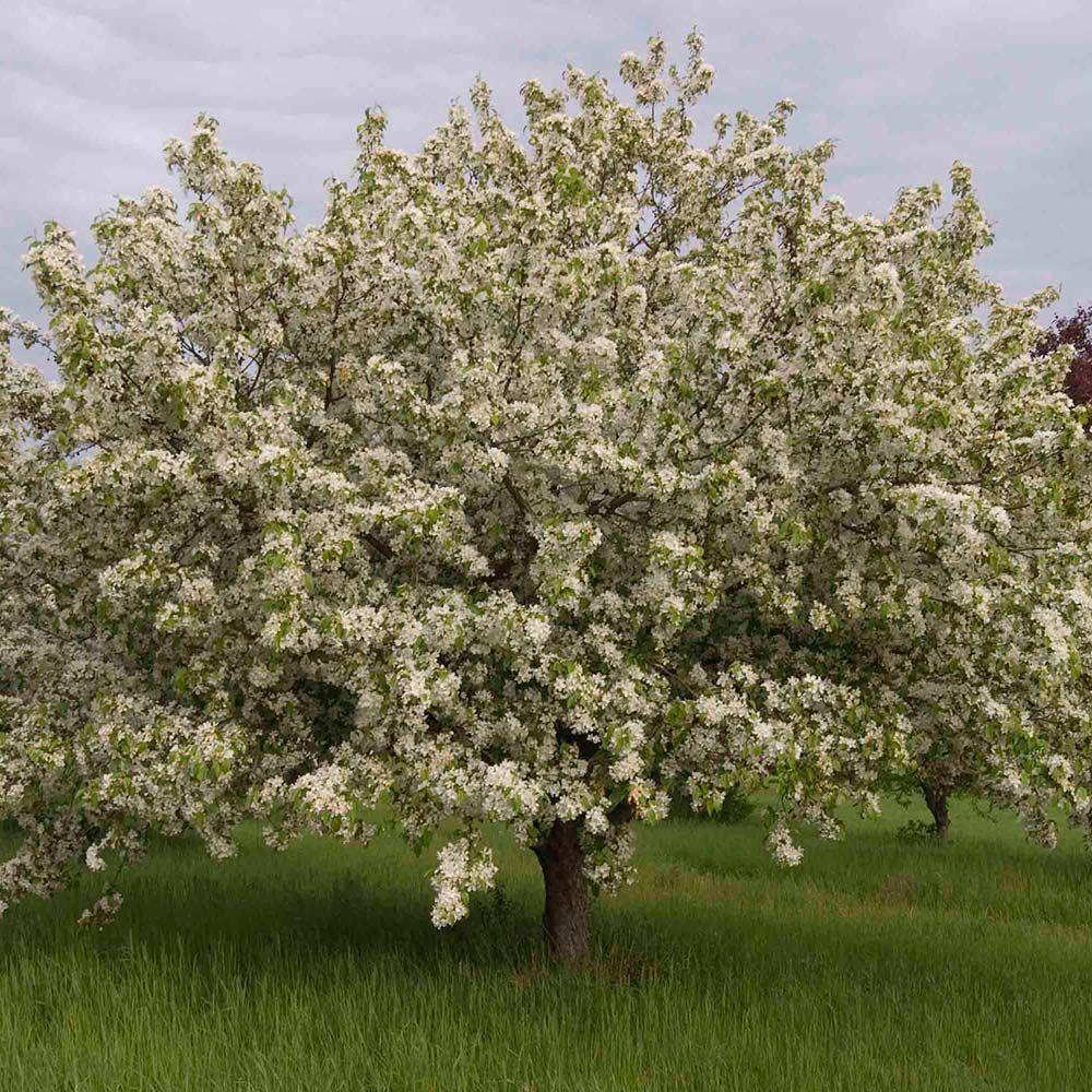 Malus Donald Wyman - View 19 from www redcrocus com