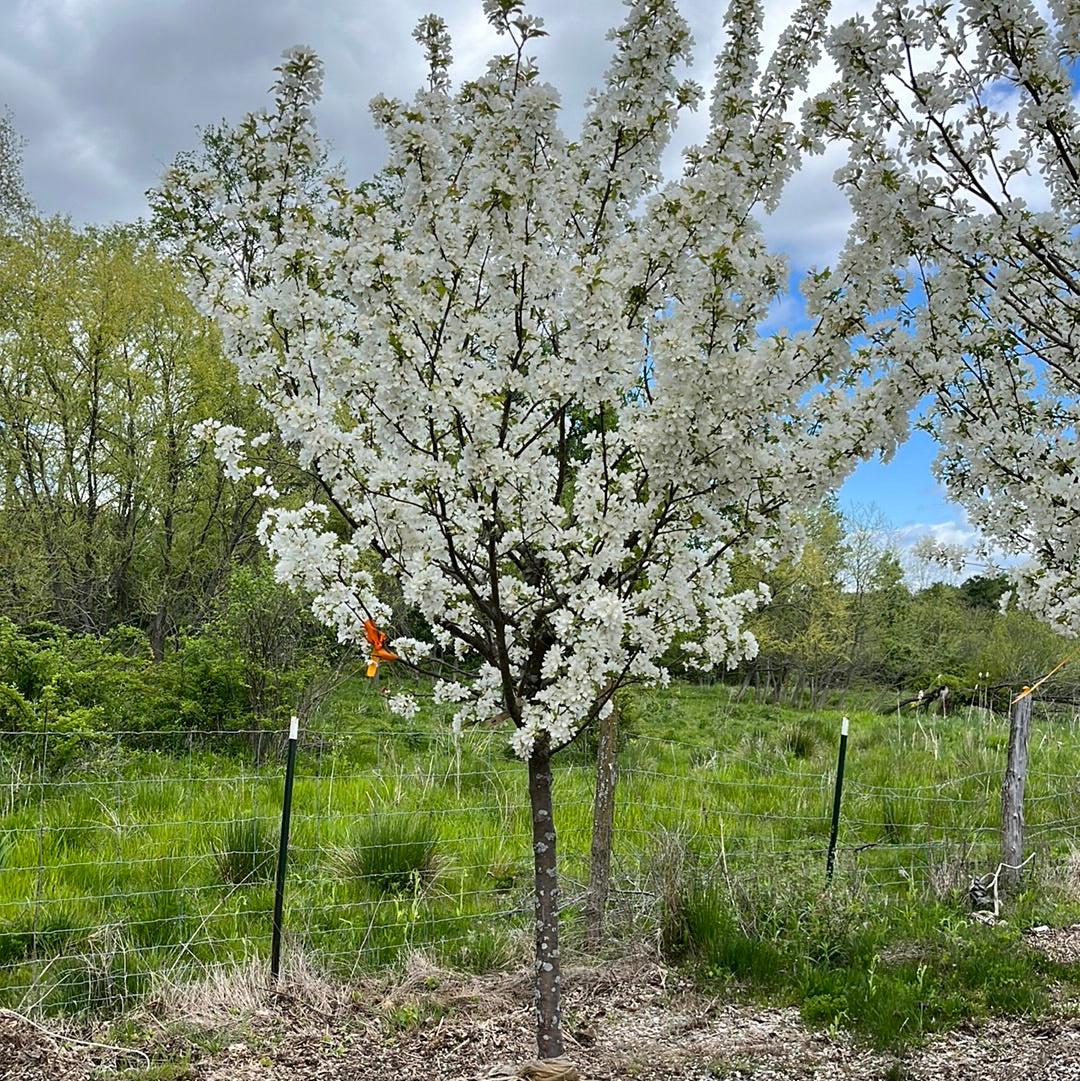Malus Donald Wyman - View 2 from www redcrocus com