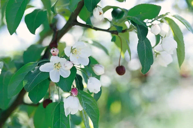 Malus Donald Wyman - View 9 from www redcrocus com