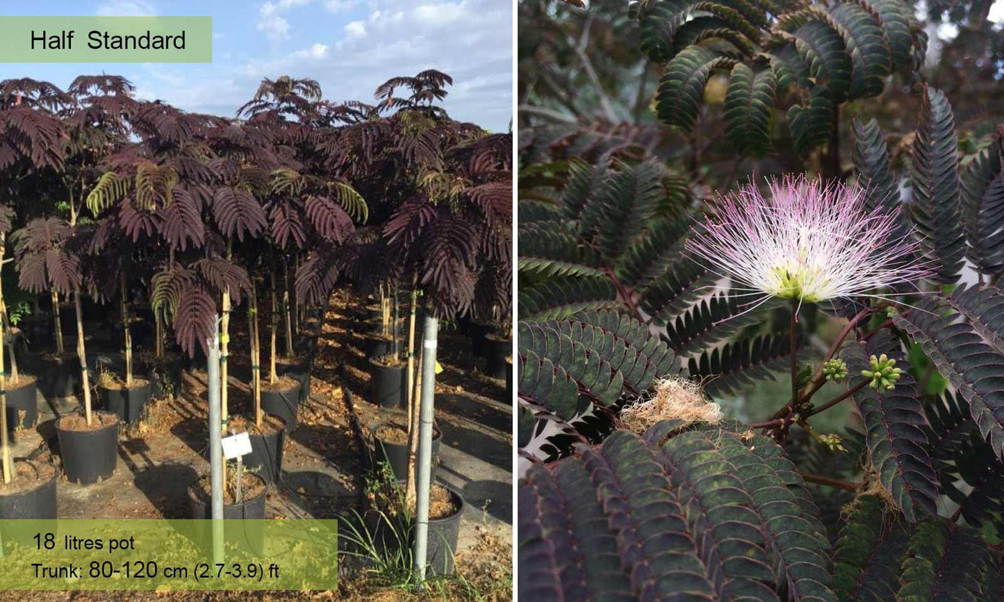 Albizia Julibrissin Summer Chocolate Single Stem - View 11 from www redcrocus com