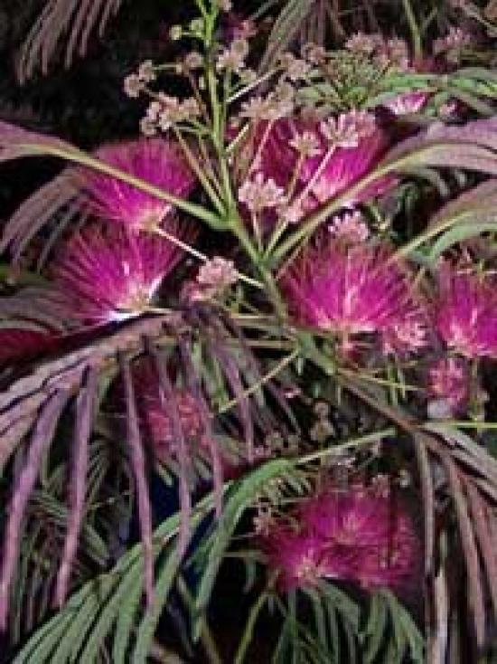 Albizia Julibrissin Summer Chocolate Single Stem - View 13 from www redcrocus com