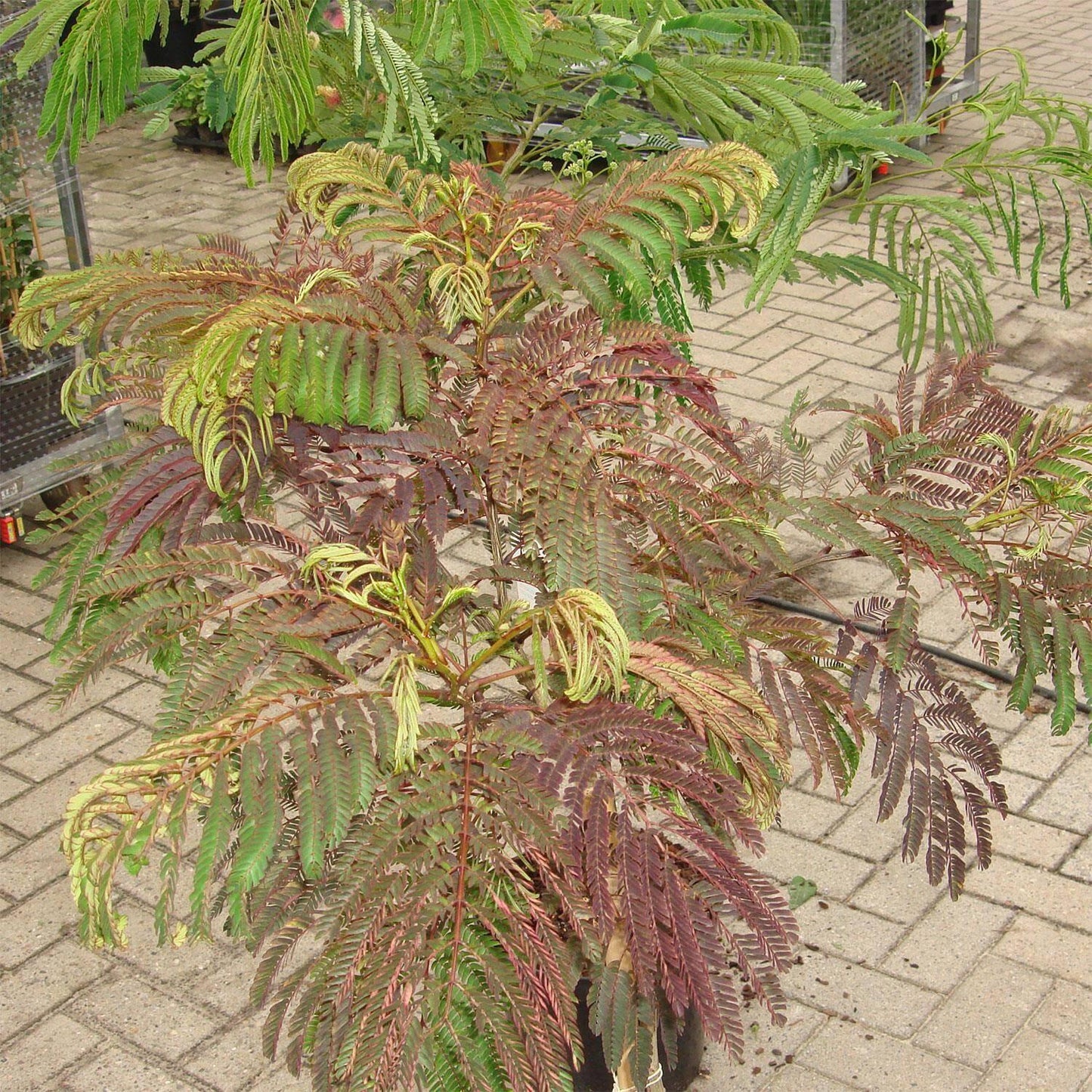 Albizia Julibrissin Summer Chocolate Single Stem - View 14 from www redcrocus com