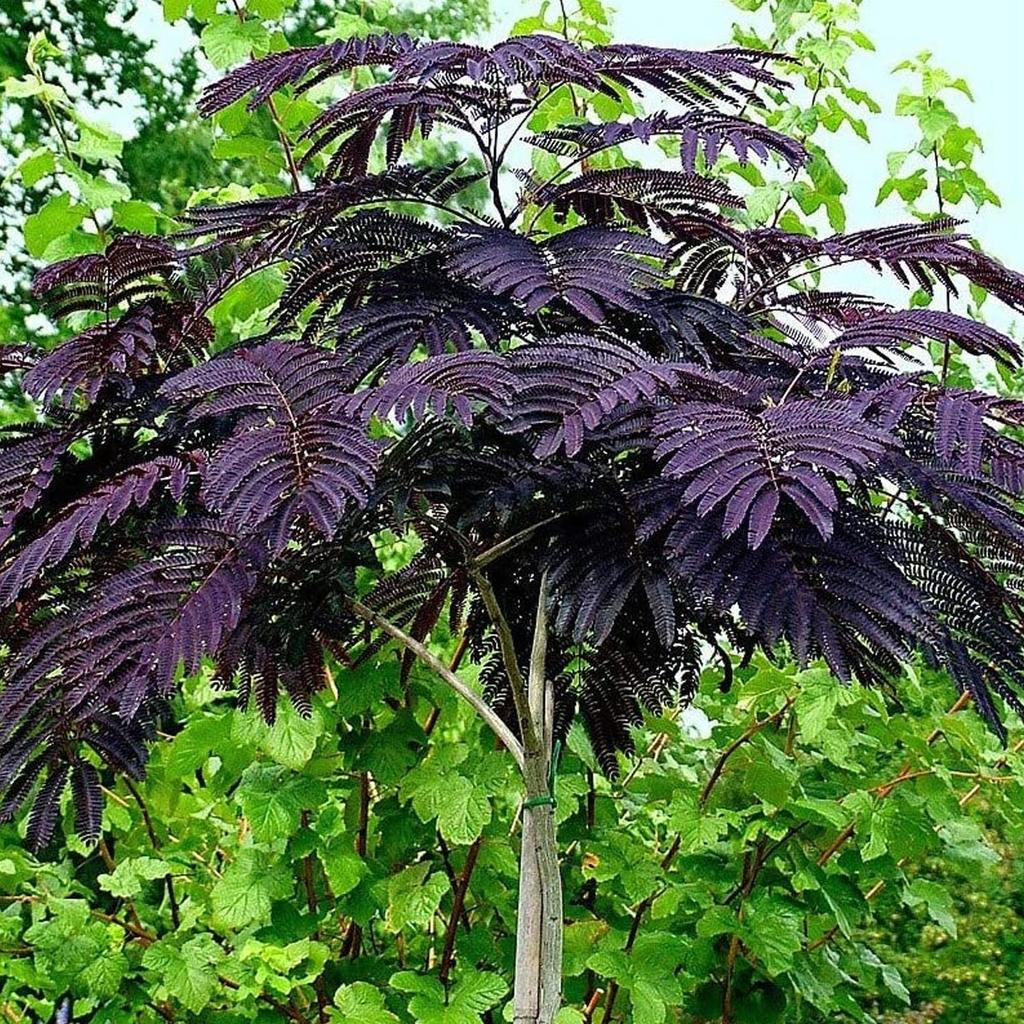 Albizia Julibrissin Summer Chocolate Single Stem - View 16 from www redcrocus com