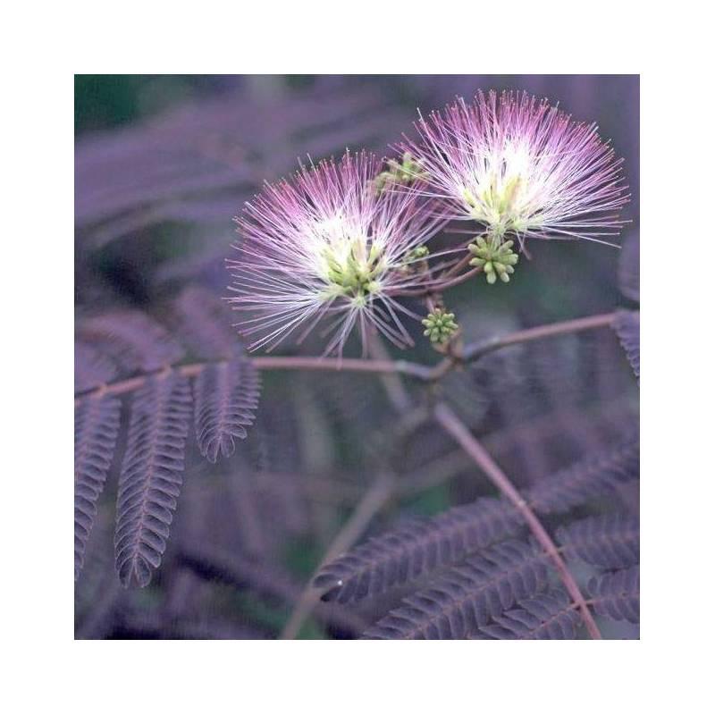 Albizia Julibrissin Summer Chocolate Single Stem - View 19 from www redcrocus com