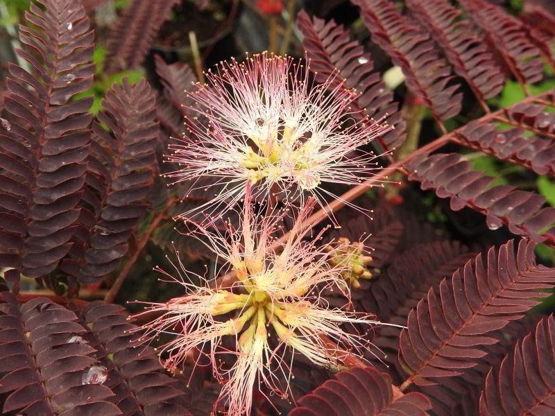 Albizia Julibrissin Summer Chocolate Single Stem - View 1 from www redcrocus com
