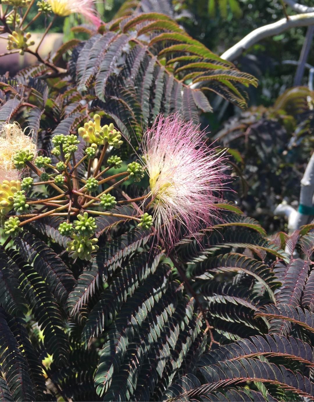 Albizia Julibrissin Summer Chocolate Single Stem - View 2 from www redcrocus com