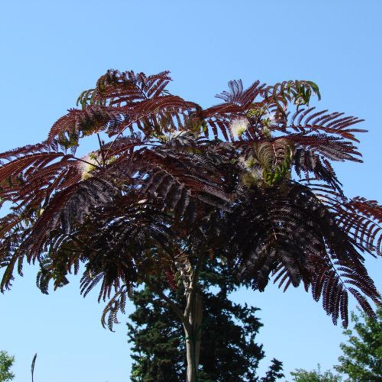 Albizia Julibrissin Summer Chocolate Single Stem - View 3 from www redcrocus com