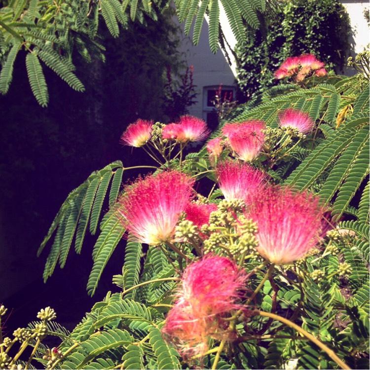 Albizia Julibrissin Summer Chocolate Single Stem - View 4 from www redcrocus com