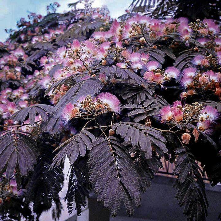 Albizia Julibrissin Summer Chocolate Single Stem - View 5 from www redcrocus com