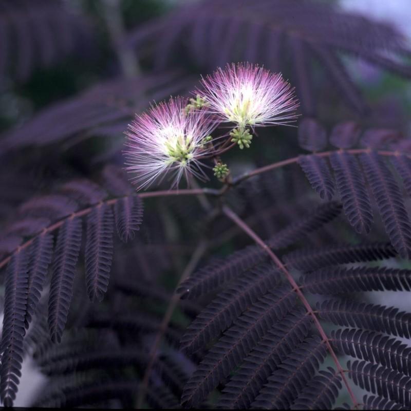 Albizia Julibrissin Summer Chocolate Single Stem - View 6 from www redcrocus com