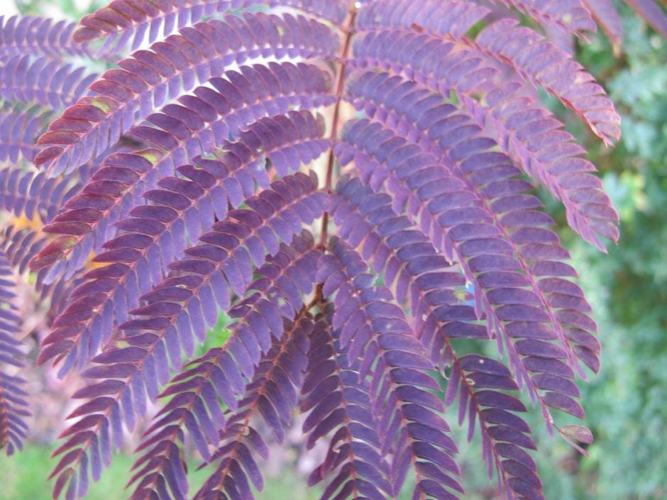 Albizia Julibrissin Summer Chocolate Single Stem - View 7 from www redcrocus com