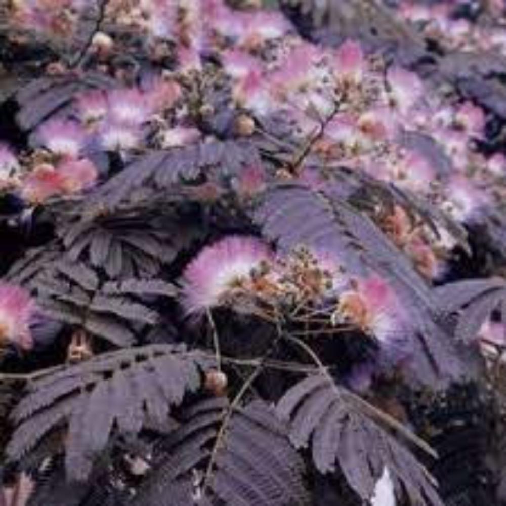Albizia Julibrissin Summer Chocolate Single Stem - View 9 from www redcrocus com